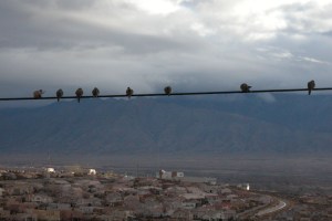 Birds on a wire at my house w